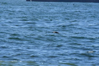 Güney Amerika 'da, Şili Okyanusu Üzerindeki Kuşlar. Yüksek kalite fotoğraf