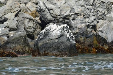 Reserva Nacional Pinguino de Humboldt. High quality photo