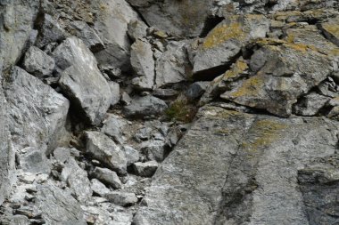 Reserva Nacional Pinguino de Humboldt. High quality photo