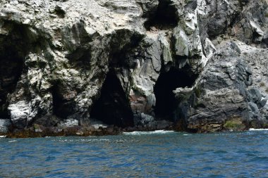 Reserva Nacional Pinguino de Humboldt. High quality photo