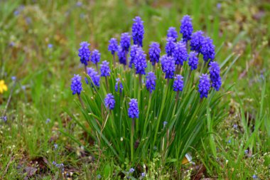Ren Nehri yakınlarındaki yeşil alan doğa. Yüksek kalite fotoğraf