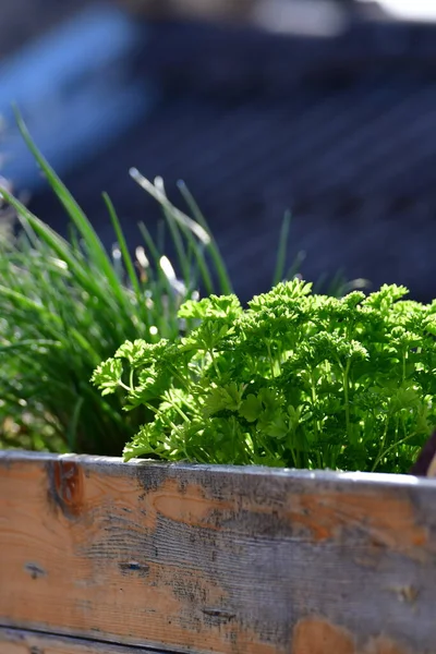 parsley Chives Herbs in Urban spring garden . High quality photo