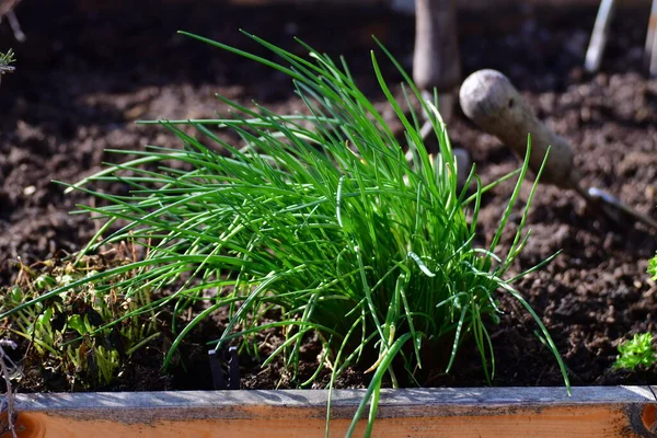 Chives Herbs in Urban spring garden . High quality photo