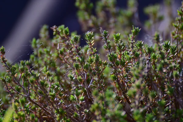 thyme Herbs in Urban spring garden . High quality photo