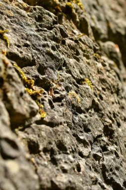 Kaya yüzeyindeki Lichens detayı Stone. Yüksek kalite fotoğraf