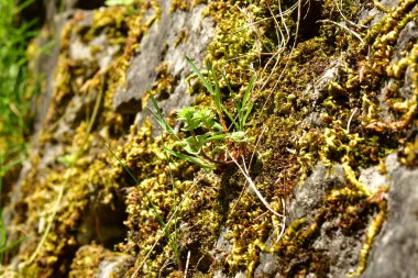 Taş Alman Ormanı 'ndaki taş çatlaklar. Yüksek kalite fotoğraf