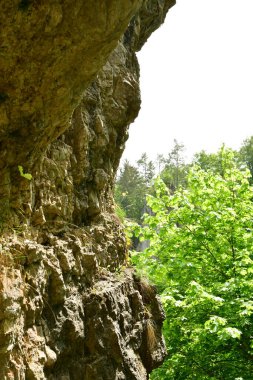 Franken Jura Almanya ormanındaki kayalık uçurum. Yüksek kalite fotoğraf