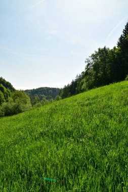 Vadideki çayırda, Almanya 'nın ağaçlarının olduğu tepelerde. Yüksek kalite fotoğraf