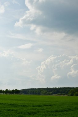 Bulanık gökyüzü çim ağaçlarıyla kaplı manzara. Yüksek kalite fotoğraf