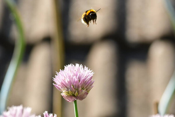 Bumblebee in bloom flower gardening nature. High quality photo