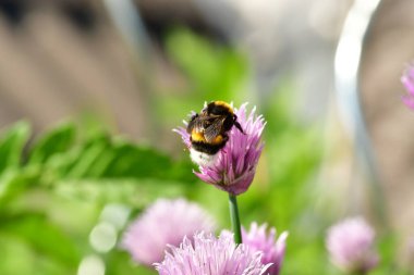 Çiçek açan bahçıvanlık doğasında yabanarısı. Yüksek kalite fotoğraf