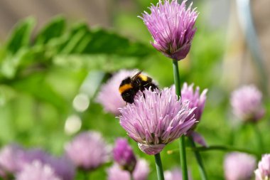 Çiçek açan bahçıvanlık doğasında yabanarısı. Yüksek kalite fotoğraf