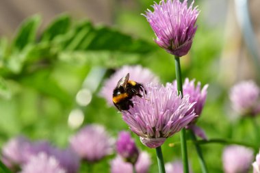 Çiçek açan bahçıvanlık doğasında yabanarısı. Yüksek kalite fotoğraf