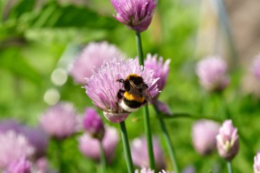 Çiçek açan bahçıvanlık doğasında yabanarısı. Yüksek kalite fotoğraf