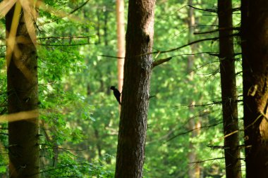 Alman ormanlarındaki büyük ağaçkakan kuşu. Yüksek kalite fotoğraf