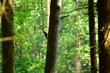Alman ormanlarındaki büyük ağaçkakan kuşu. Yüksek kalite fotoğraf