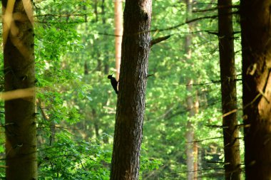 Alman ormanlarındaki büyük ağaçkakan kuşu. Yüksek kalite fotoğraf
