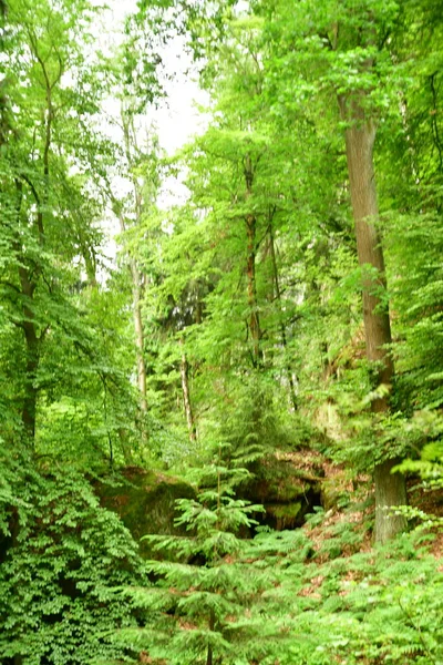 Floresta Verde Verão Bela Natureza Alemanha Foto Alta Qualidade — Fotografia de Stock