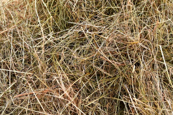 stock image Hey pattern background fresch natural grass. High quality photo
