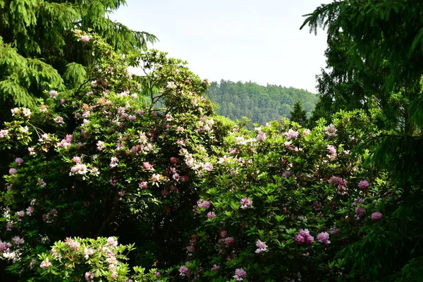 森林の丘のドイツの背景の前の花 高品質の写真 — ストック写真