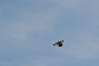 Güvercin akrobatik uçuş doğa güzelliği vahşi yaşam. Yüksek kalite fotoğraf