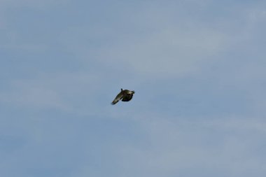 Güvercin akrobatik uçuş doğa güzelliği vahşi yaşam. Yüksek kalite fotoğraf