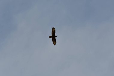 Yazın gökyüzünde uçan Şahin. Arka plan Doğa Kuşu. Yüksek kalite fotoğraf