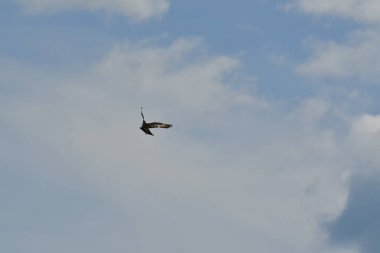 Güvercin akrobatik uçuş doğa güzelliği vahşi yaşam. Yüksek kalite fotoğraf