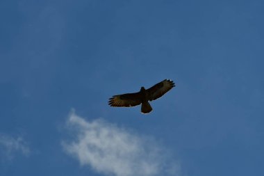 Yazın gökyüzünde uçan Şahin. Arka plan Doğa Kuşu. Yüksek kalite fotoğraf