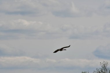 Tek Kaz uçan bulutları arka planda gri mavi bulutlar. Yüksek kalite fotoğraf