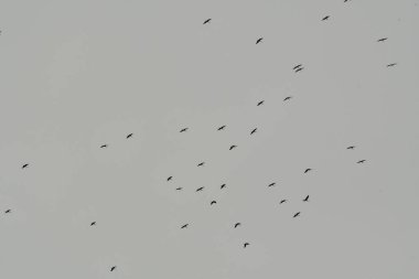 Leylek sürüsü, Güney Almanya 'ya giden yüksek irtifada yelken açıyor. Yüksek kalite fotoğraf