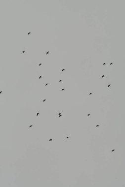 Leylek sürüsü, Güney Almanya 'ya giden yüksek irtifada yelken açıyor. Yüksek kalite fotoğraf