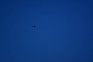 Gece gökyüzünde yarasa, cadılar bayramı doğası Akdeniz Yunancası. Yüksek kalite fotoğraf