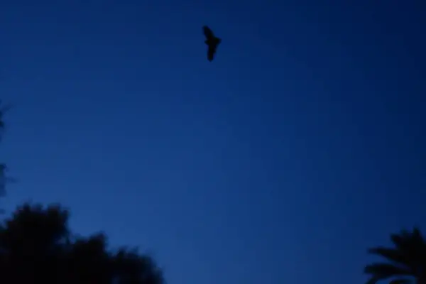 Bat at night sky background halloween nature mediteran greece. High quality photo