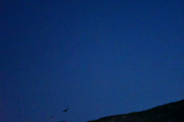 Bat at night sky background halloween nature mediteran greece. High quality photo