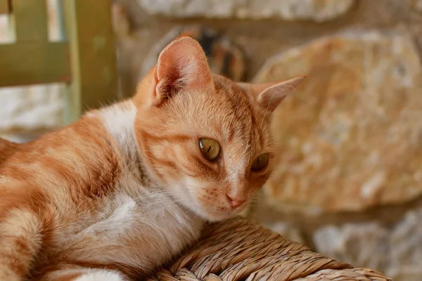young red cat on chair beautiful greece europe. High quality photo