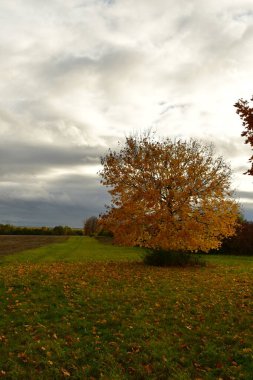 Sonbahar ağacı bulutlu gökyüzü ve güneş ışığı turuncu mavi yeşili ile kaplıdır. Yüksek kalite fotoğraf