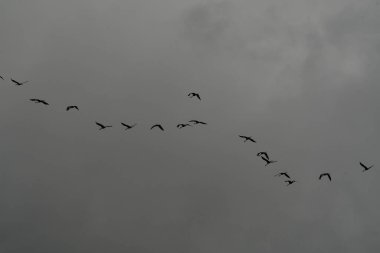 Turna kuşu, gri gökyüzü rüzgarlı bir hayvanla sonbaharda ayrılıyor. Yüksek kalite fotoğraf