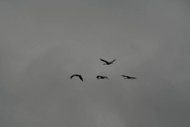 Turna kuşu, gri gökyüzü rüzgarlı bir hayvanla sonbaharda ayrılıyor. Yüksek kalite fotoğraf