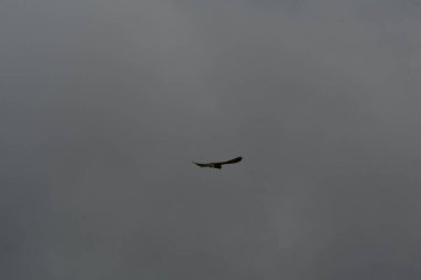 Bulutlu gökyüzünde uçan şahin Almanya doğası. Yüksek kalite fotoğraf