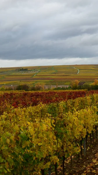 Vineyards in the Palatinate Forest in fall autumn colorfull . High quality photo