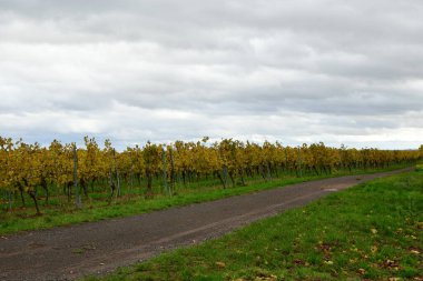 Sonbahar renklerinde Palatinate Ormanı 'ndaki üzüm bağları. Yüksek kalite fotoğraf