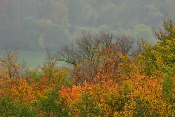 Almanya 'da ağaç tepeleri Odenwald' da yağmurlu bir günde düşer. Yüksek kalite fotoğraf