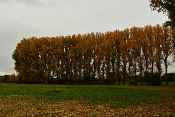 Row of Colorfull trees in Fall autumn germany . High quality photo