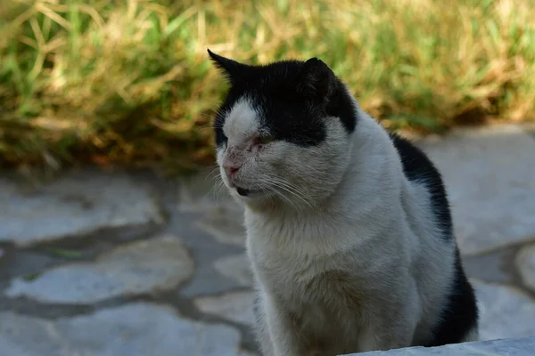 old cat black and white greek island kalymnos. High quality photo