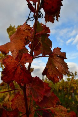 Yapraklı üzüm bağı. Yeşil Turuncu Sonbahar Sonbaharı. Yüksek kalite fotoğraf