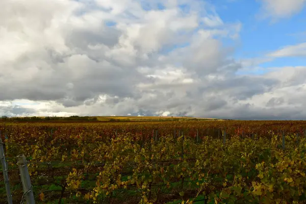 Vineyards in germany fall season clodet colorfull Wine Grapes Landscape. High quality photo