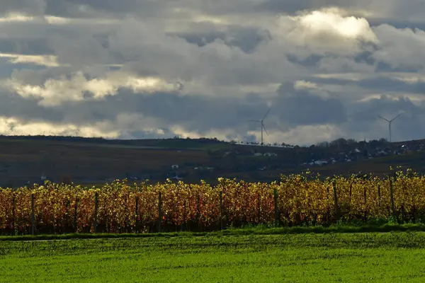 Vineyards in germany fall season clodet colorfull Wine Grapes Landscape. High quality photo