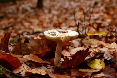 Alman Ormanı Odenwald 'da Ölüm Kaptanı Amanita Phalloides. Yüksek kalite fotoğraf