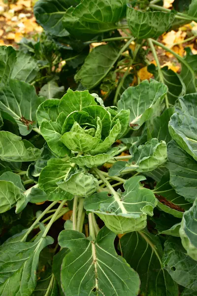 Cabbage Plant on Field in Fall autumn germany. High quality photo